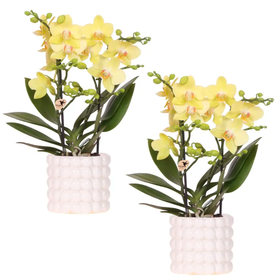 Plant and Stories Orchidée Phalaenopsis Albenga jaune set 2 pots 9cm
