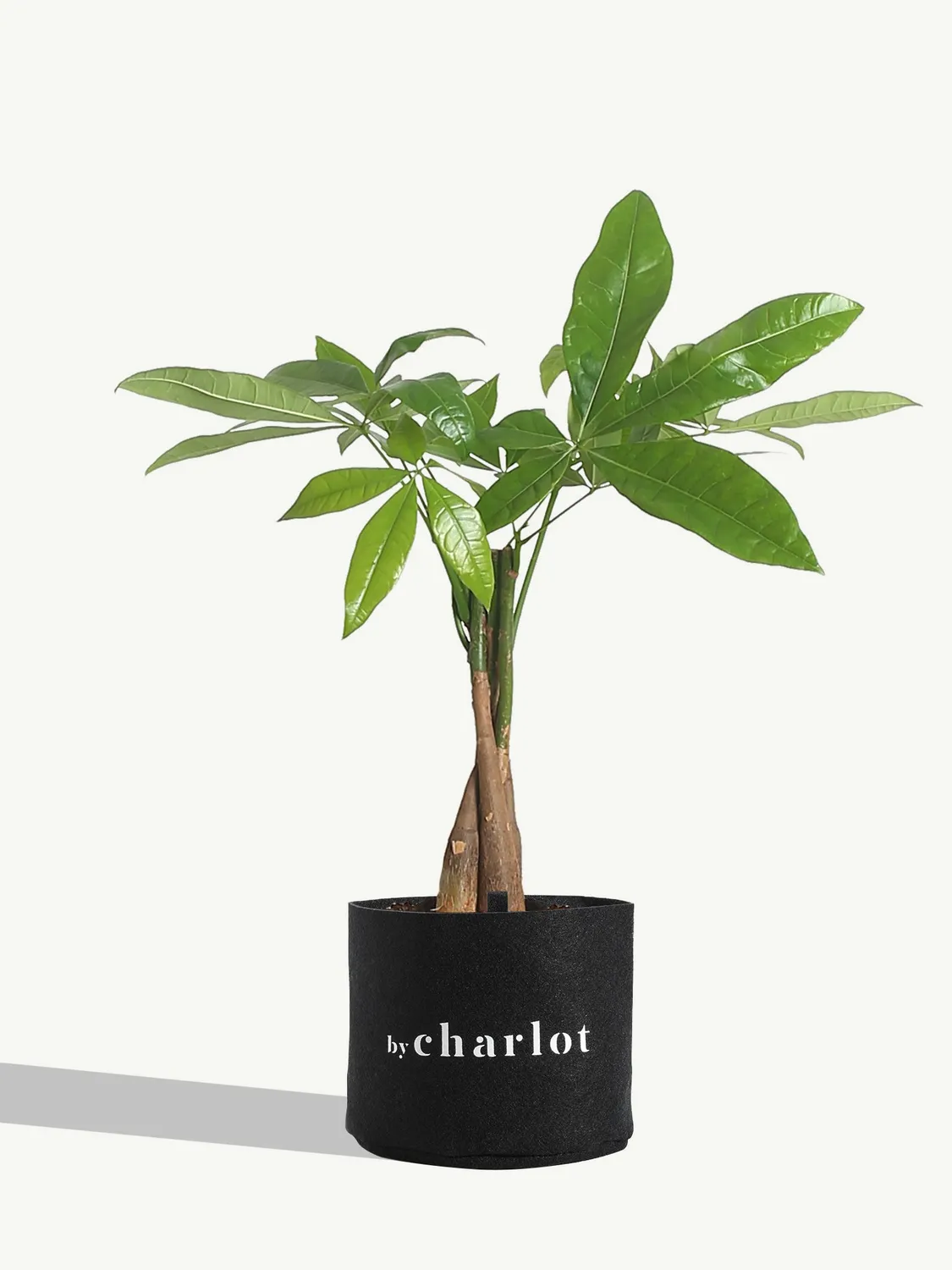 By Charlot L'Aviateur Anthurium Plante 33 cm