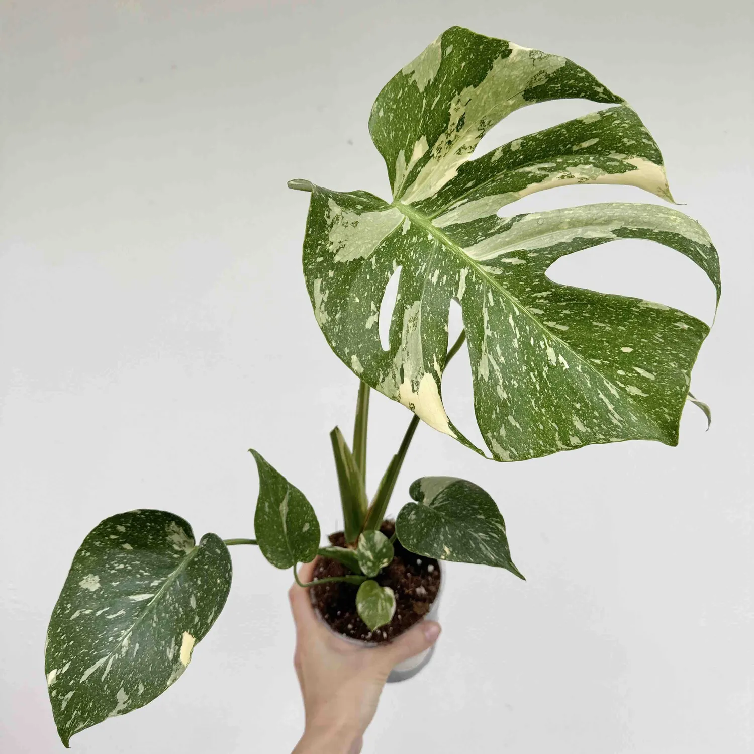 Monstera Thai Constellation plante pot 9 cm étoilée