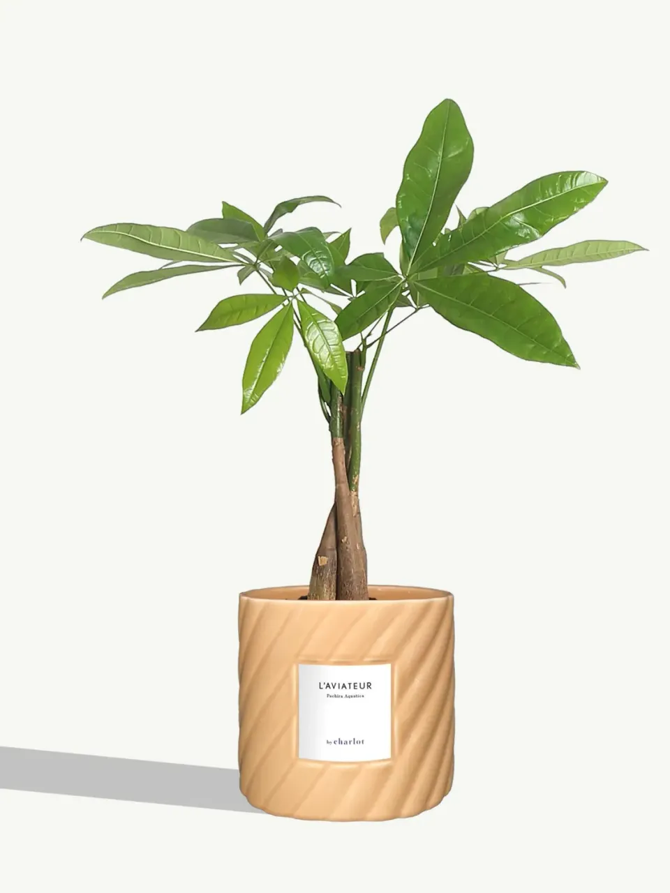 By Charlot L'Aviateur anthurium plante pot 14 cm