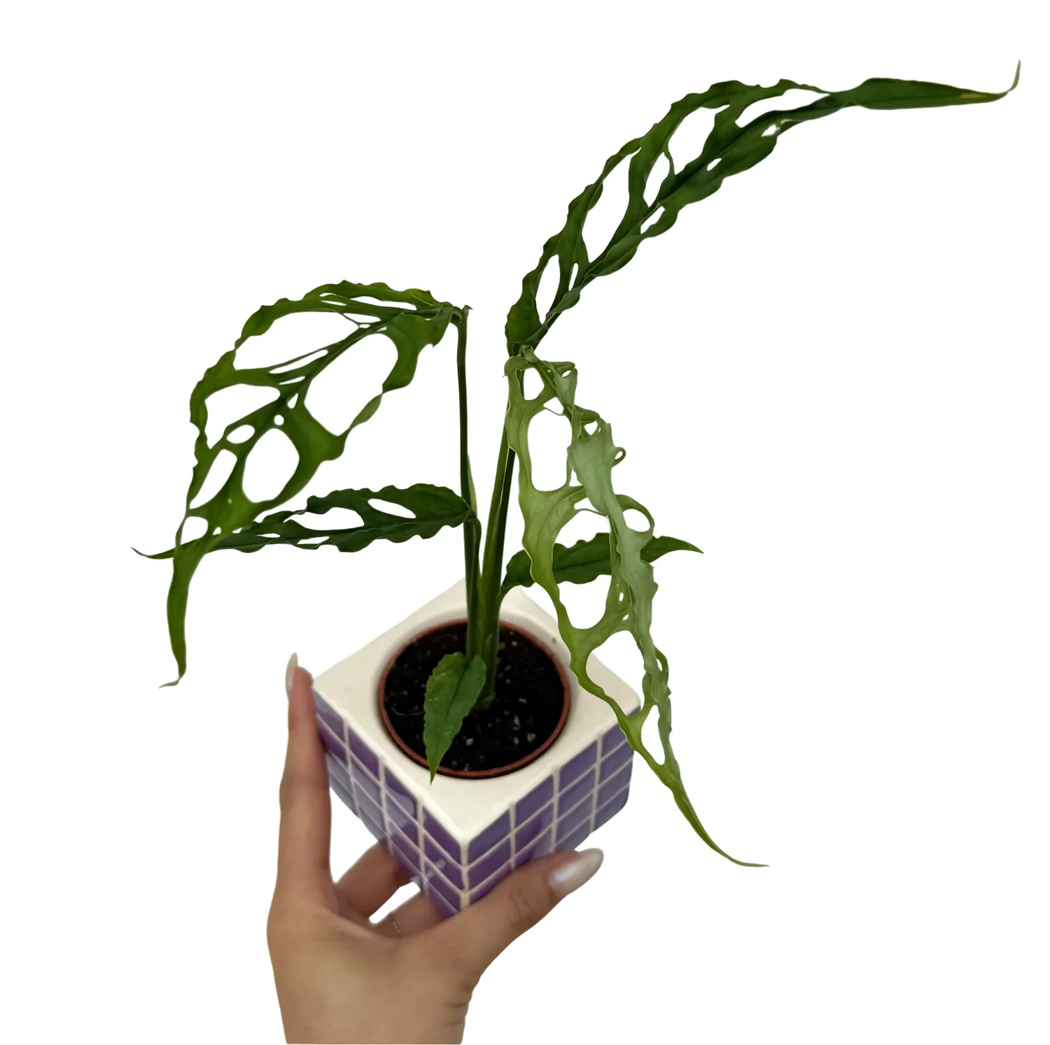 Plant and Stories Monstera Obliqua Peru plante d'intérieur pot 6cm dentelle