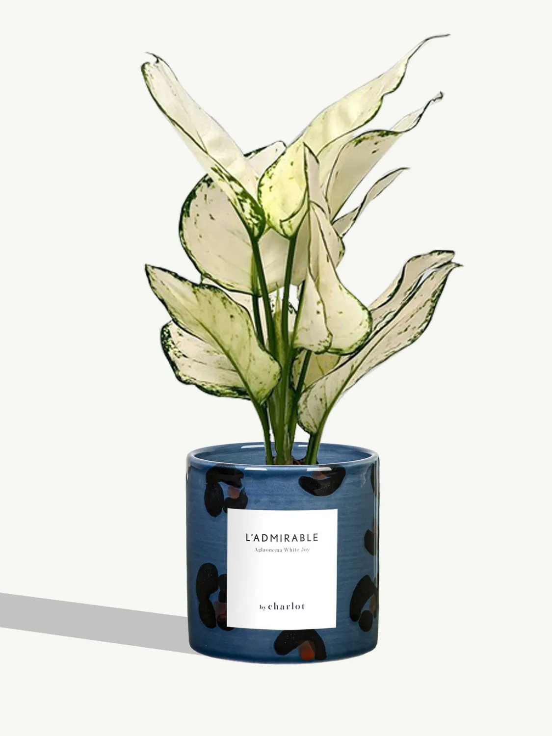 By Charlot L'Admirable plante pot S aglaonema blanc