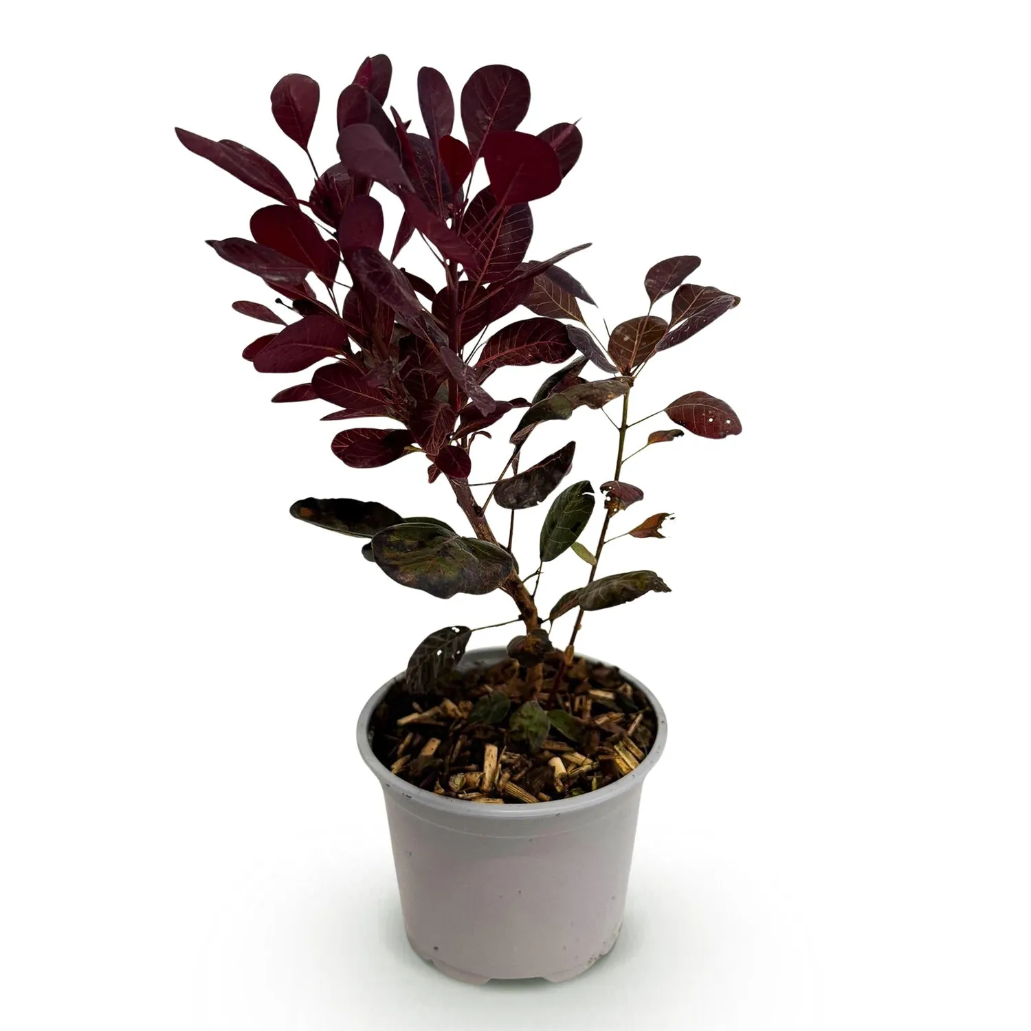 Plant and Stories Lilla arbre à perruque pourpre pot 12 cm