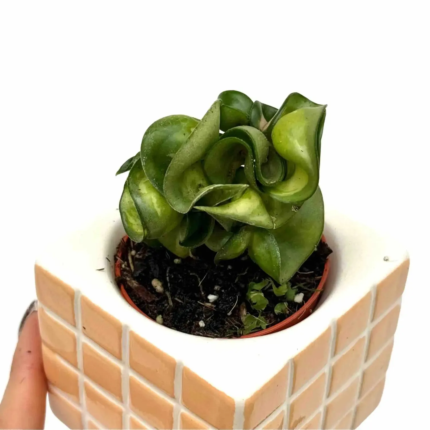 Plant and Stories Hoya Compacta Mauna Loa plante pot 6cm