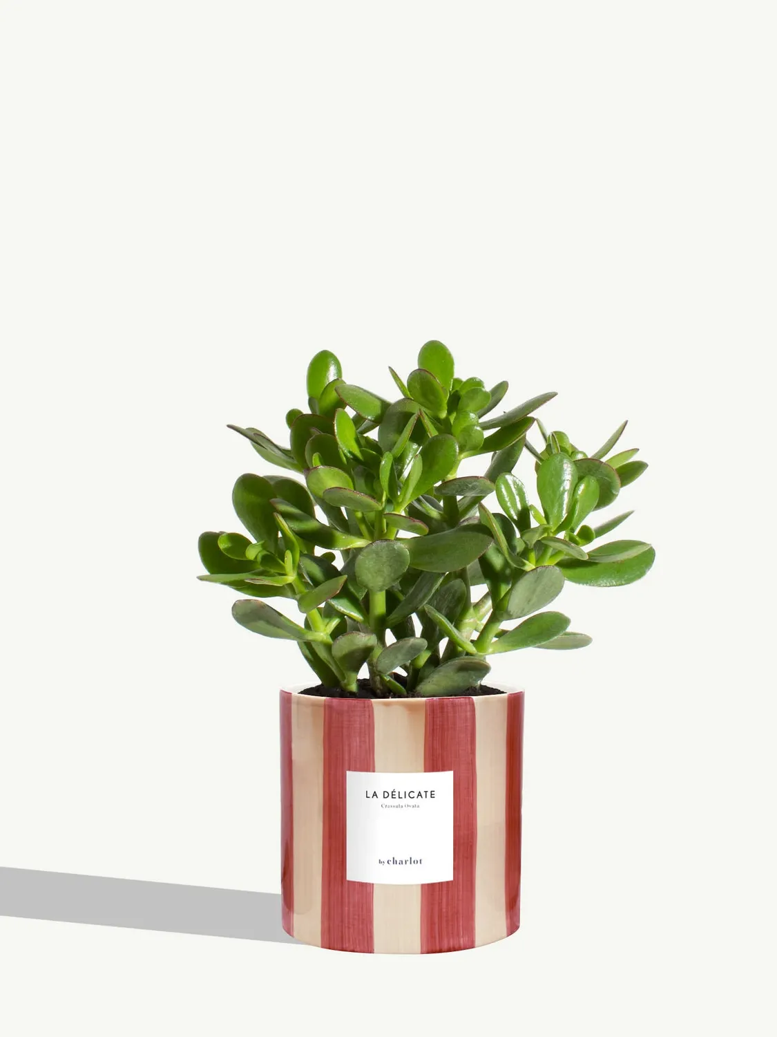 By Charlot La Délicate succulente pot M Crassula