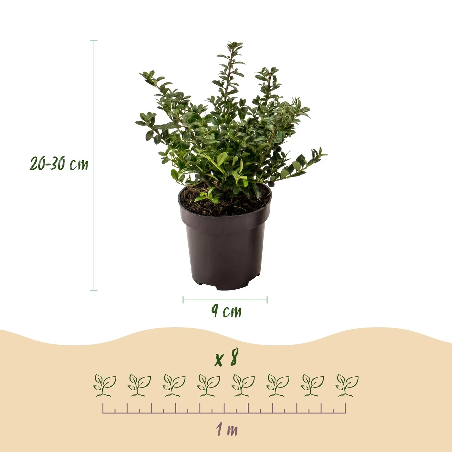 Plant and Stories Stokes houx crénelé 8 plants pot 9 cm