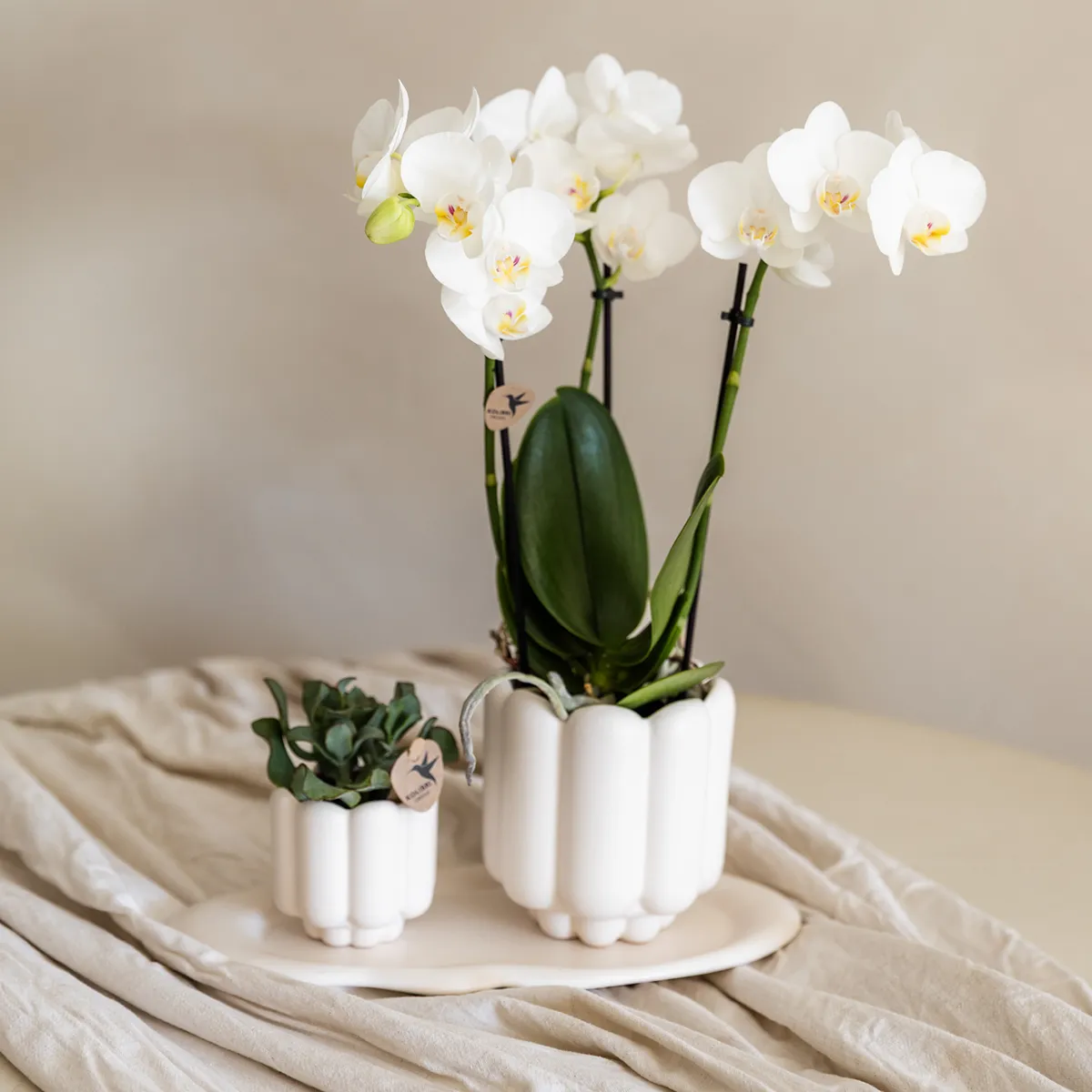 Plant and Stories cache-pot céramique mat 9 cm sable