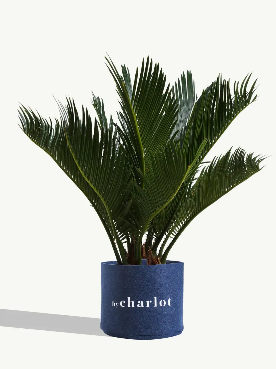 By Charlot Le Voyageur plante Cycas recharge M
