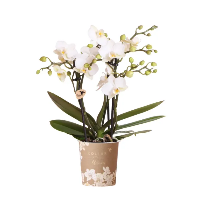 Plant and Stories Phalaenopsis Zurich orchidée blanche pot 9 cm