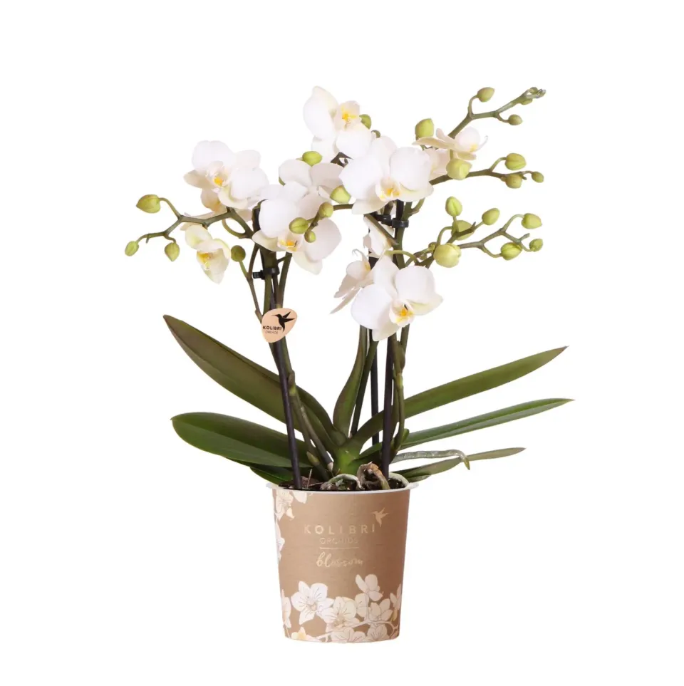 Plant and Stories Phalaenopsis Zurich orchidée blanche pot 9 cm