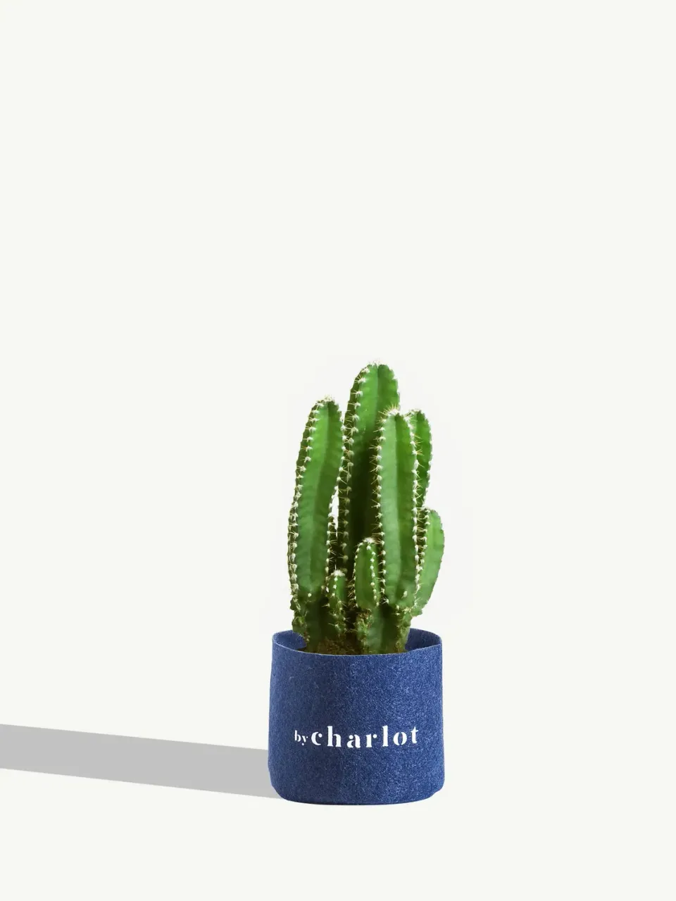 By Charlot Le Capitaine cactus Cereus Florida XS