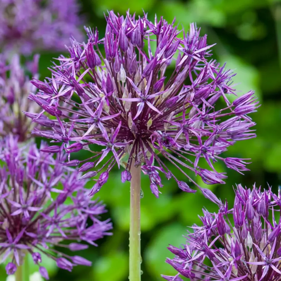 Plant and Stories Purple Rain ail ornement 80 bulbes violet