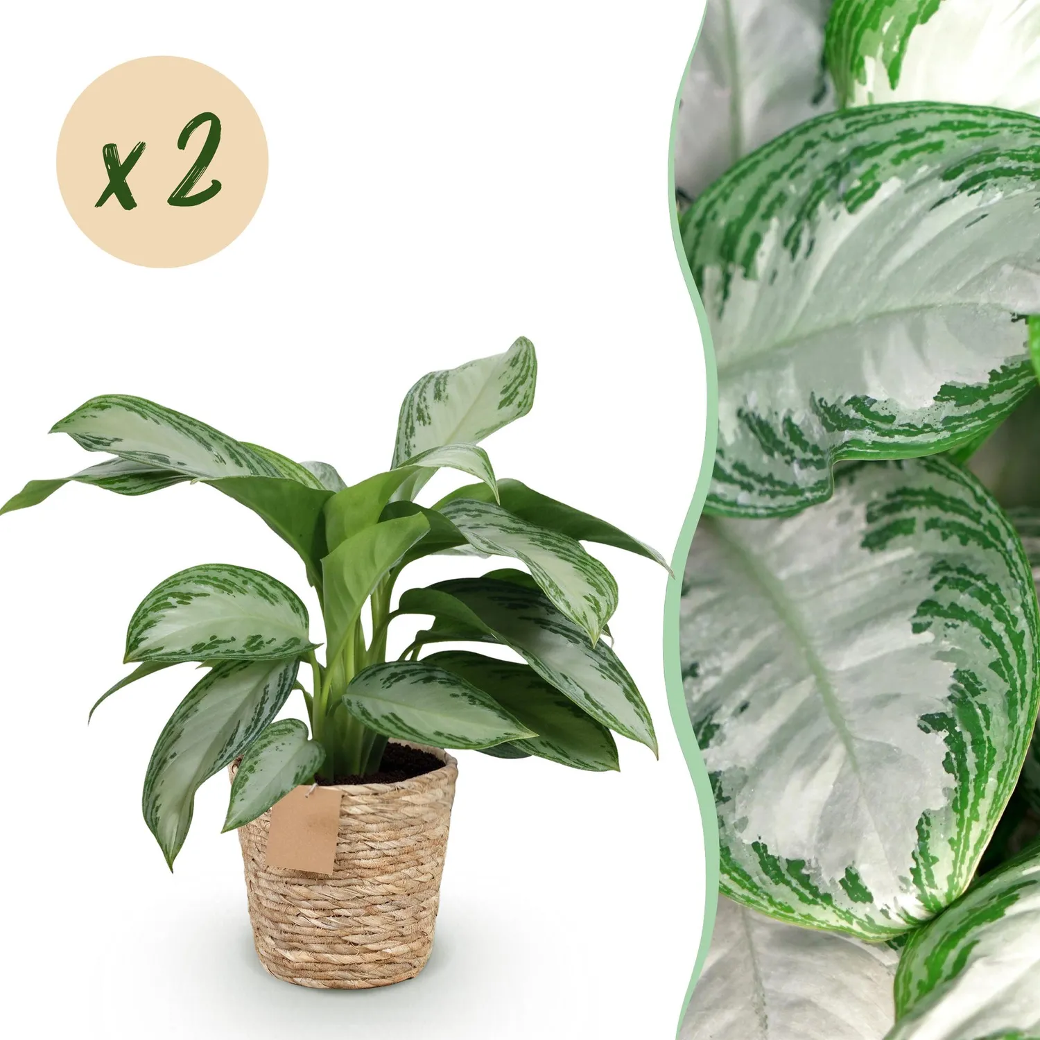 PLANT AND STORIES Silver Bay aglaonema argenté 70 cm panier