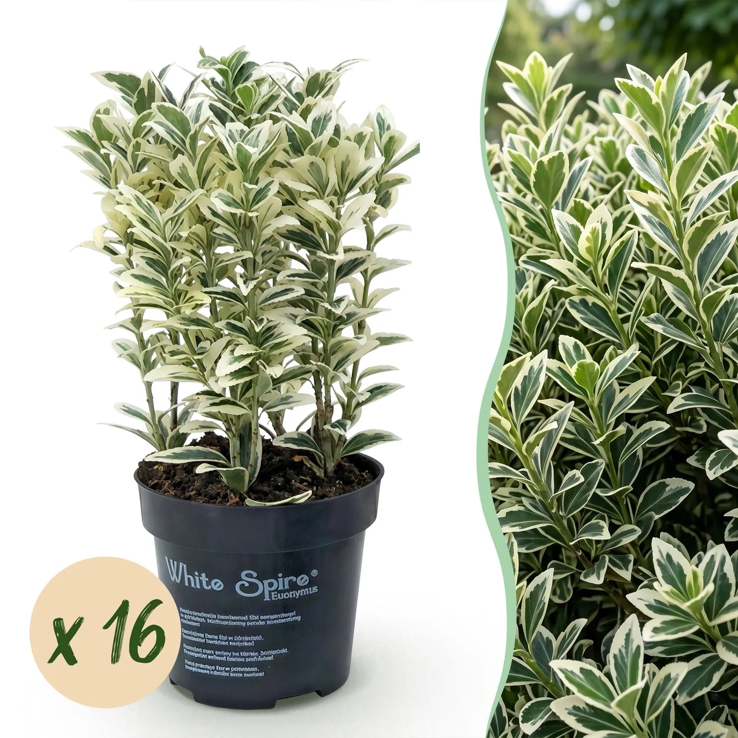 PLANT AND STORIES Fusain White Spire plante haie 8 plants panaché