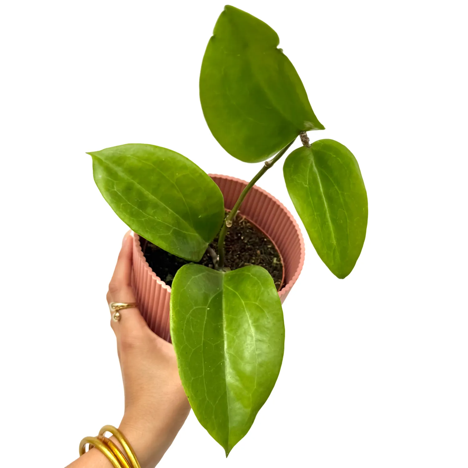 Plant and Stories Hoya Surigaoensis EG 00897 plante pot 12 cm