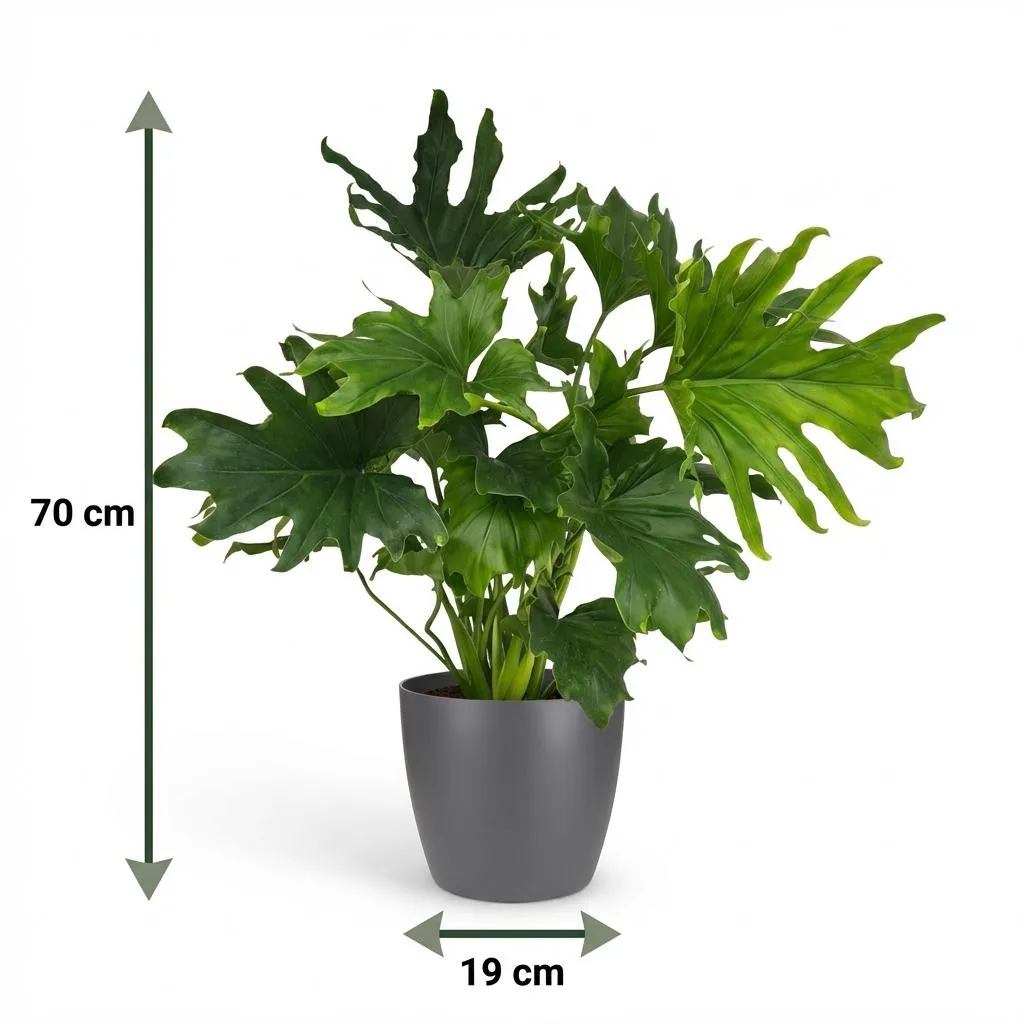 Plant and Stories Lickety Split philodendron plante pot 19cm 70cm