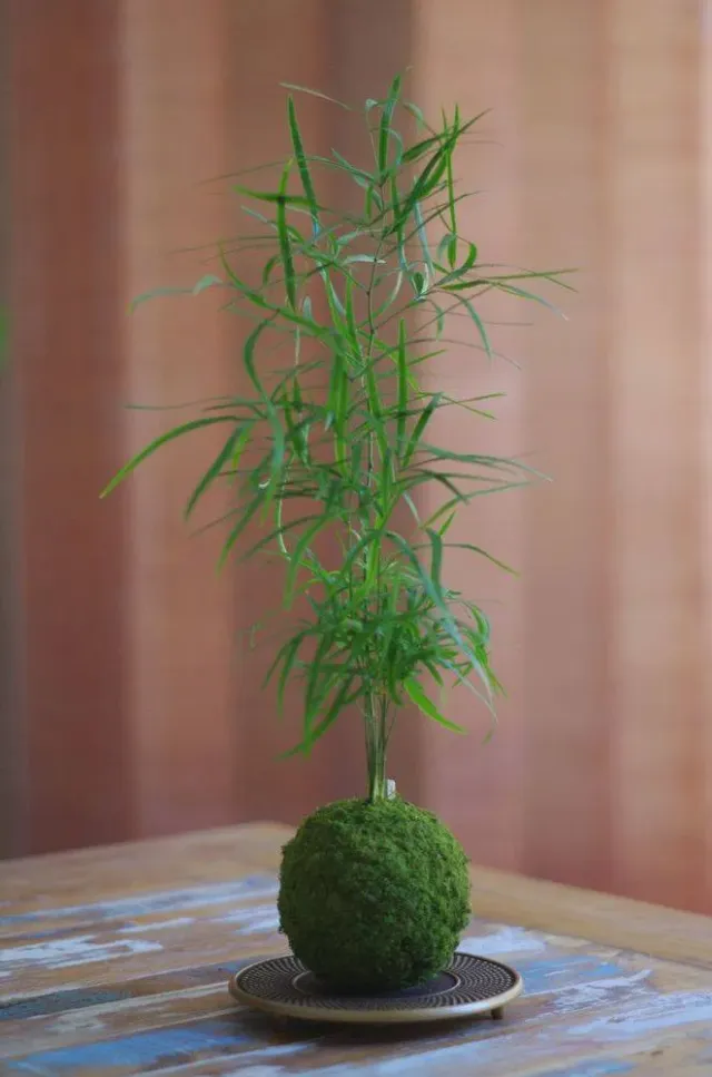 AQUAPHYTE Mélanésie Ichi kokedama asparagus plume