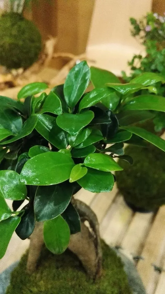 Aquaphyte Daitokuji Shi kokedama ficus ginseng