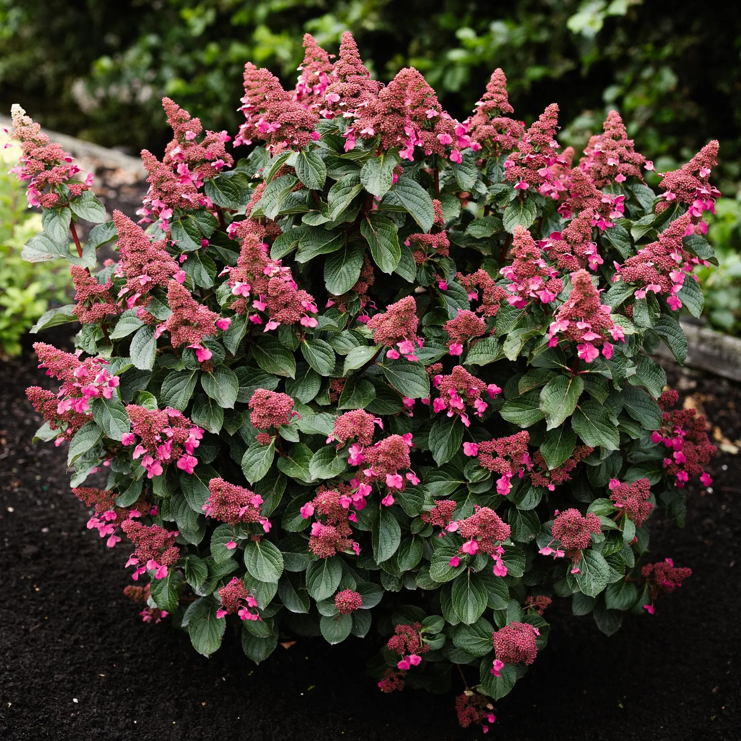 Plant and Stories Living Infinity hortensia arbuste 1 plant blanc-rose