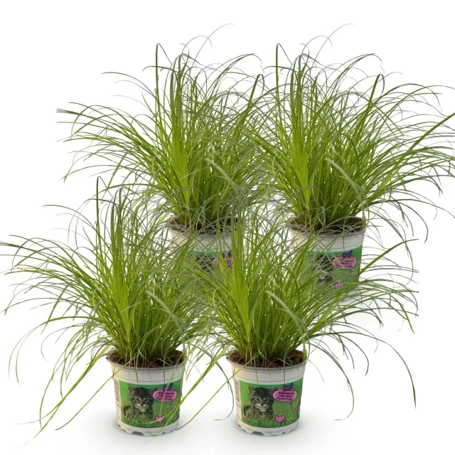 Plant and Stories Cyperus Zumula herbe à chat 12 cm