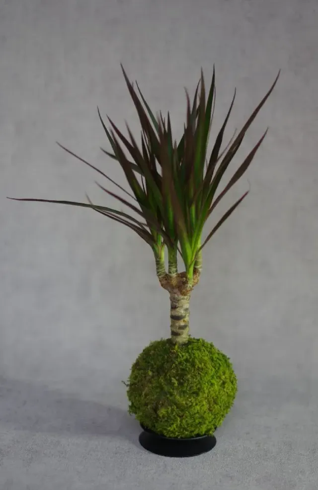 Aquaphyte Kokedama Volcan du Rwanda San plante dracaena