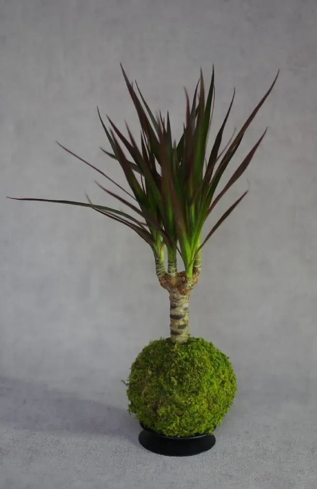 Aquaphyte Kokedama Volcan du Rwanda San plante dracaena