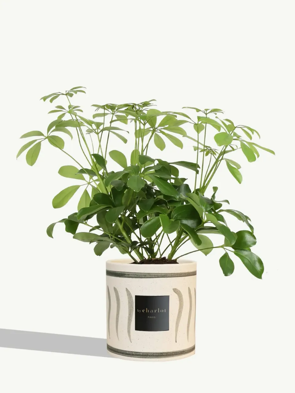 By Charlot La Pétillante plante pot olive INI