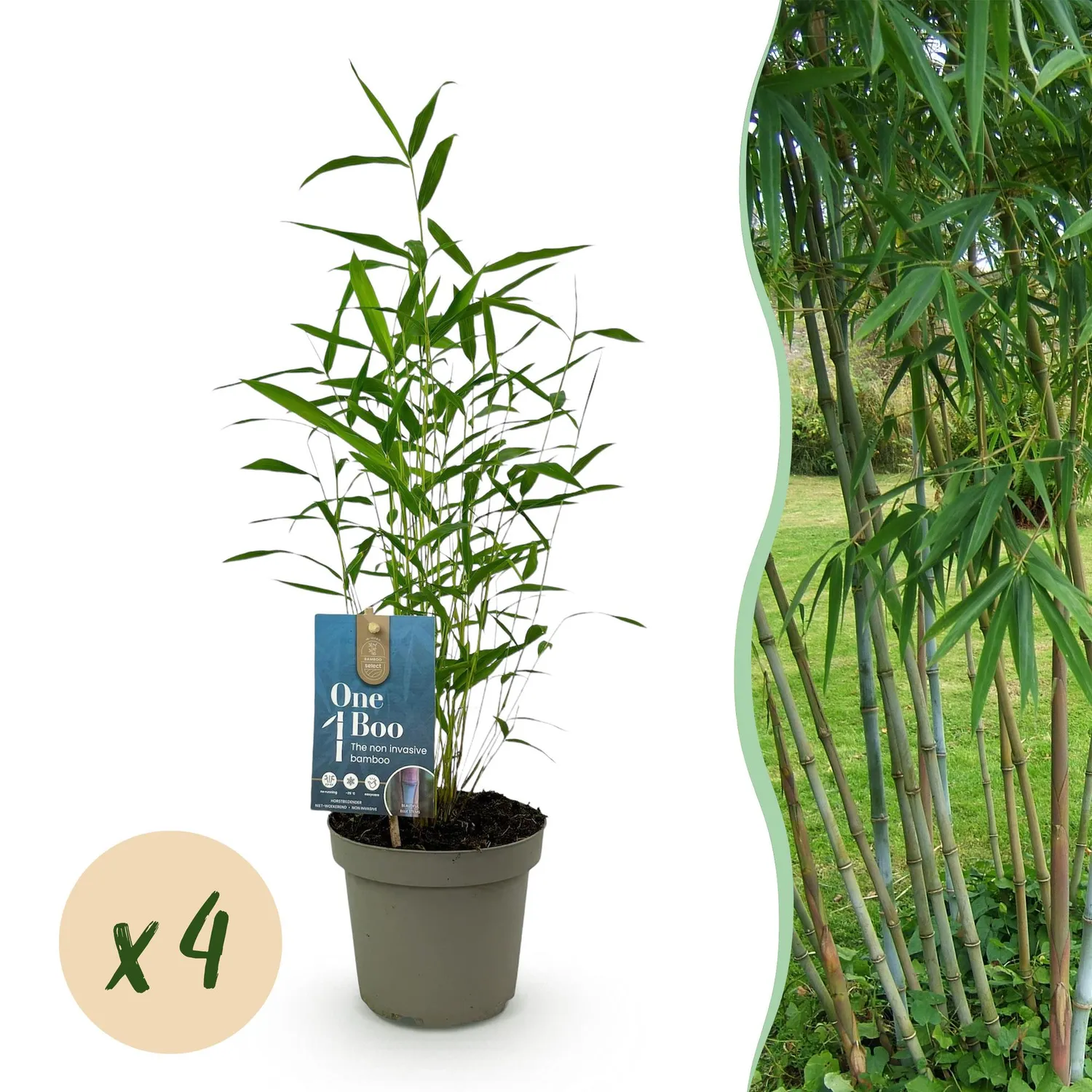 Plant and Stories Blue Dragon bambou Fargesia pot 14 cm