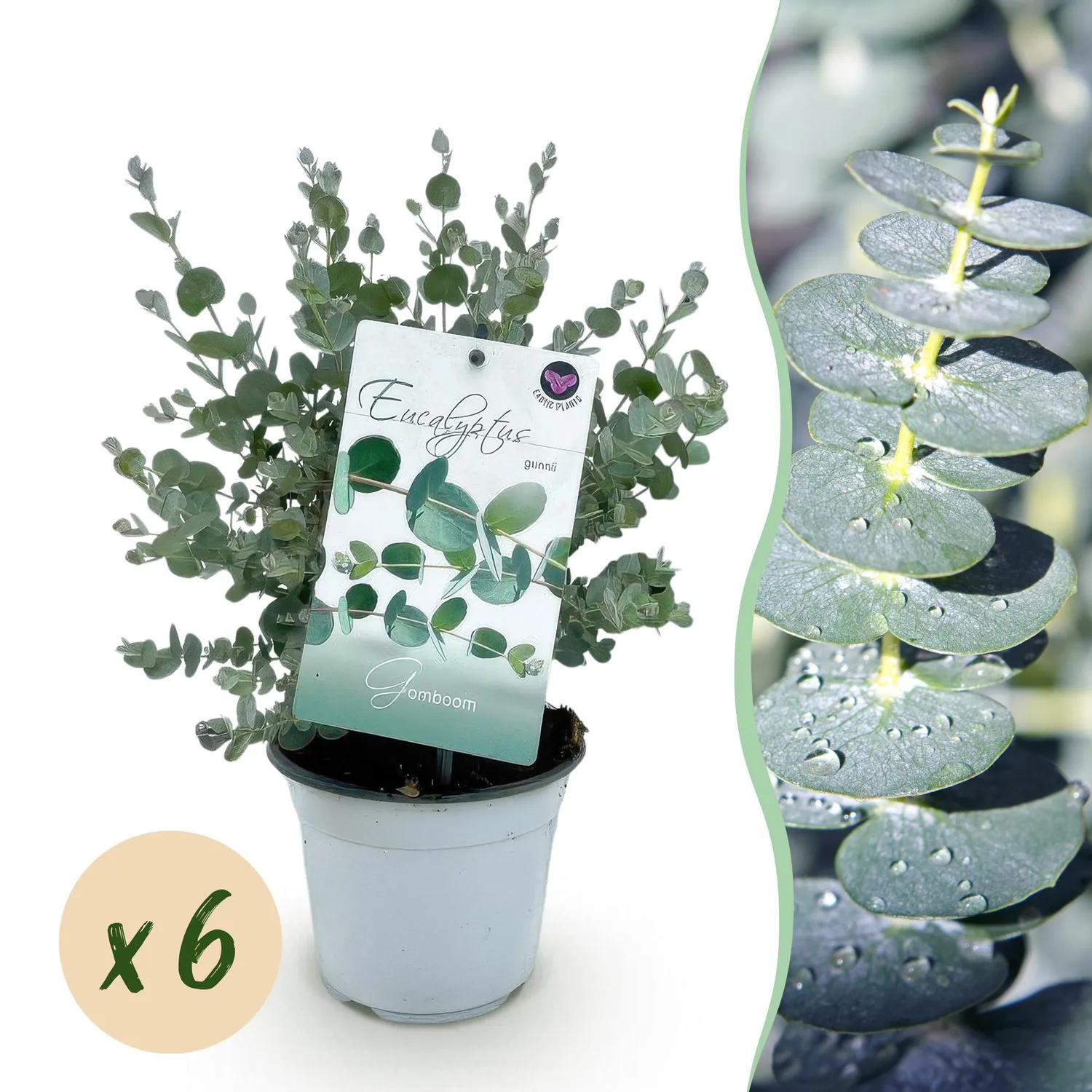 Plant and Stories Eucalyptus gunnii arbuste lot 2 plants persistant