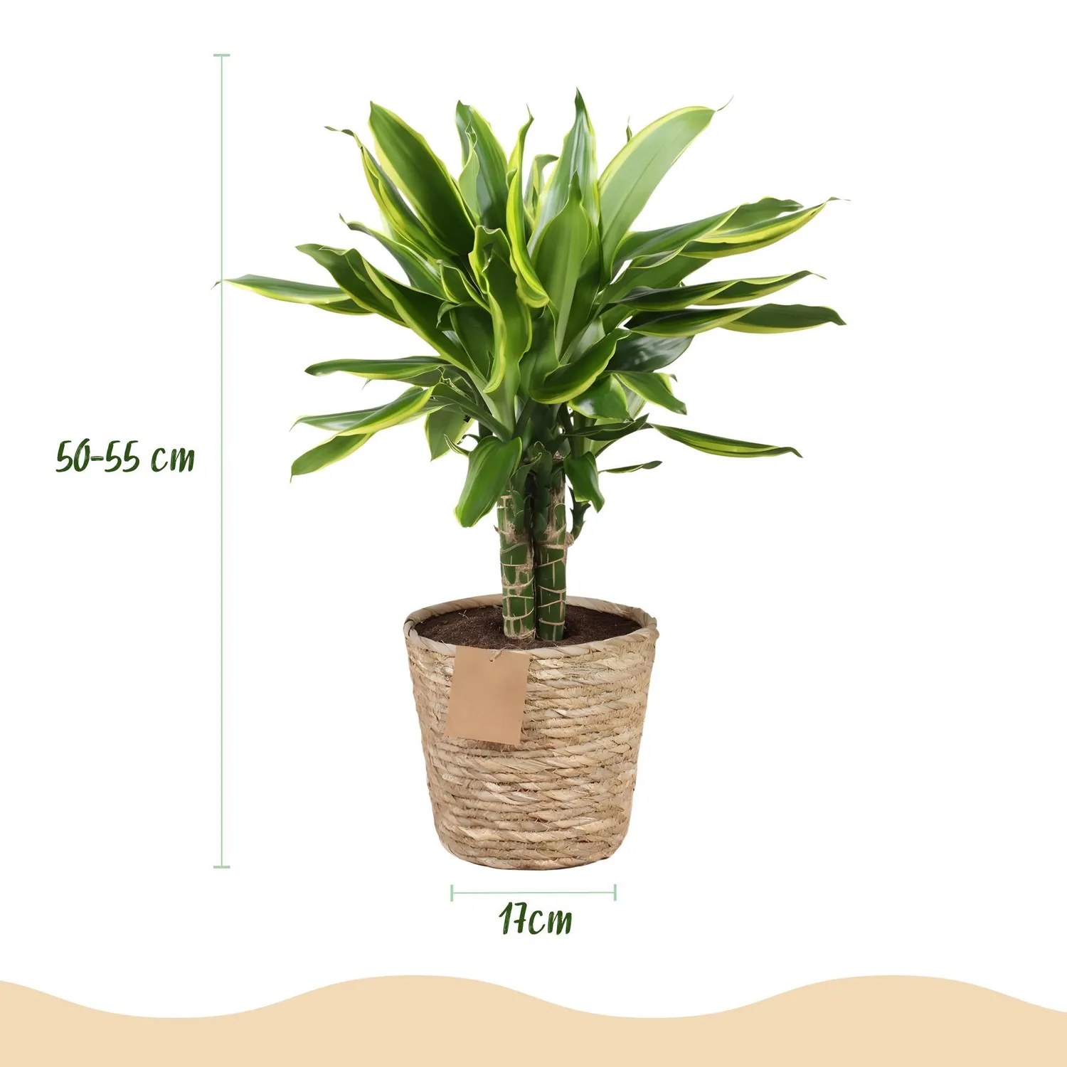 PLANT AND STORIES Dracaena Golden Coast plante intérieur pot 17 cm 50 cm