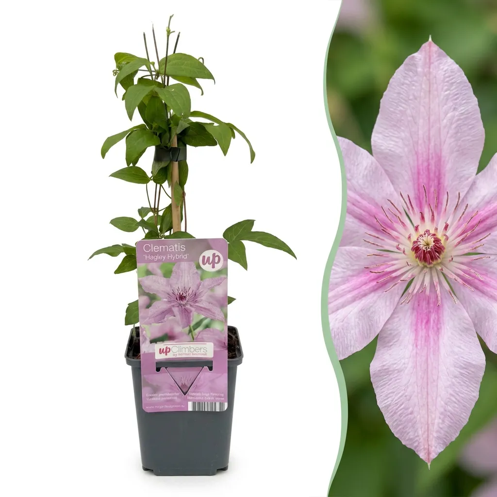 Plant and Stories Clématite Hagley Hybrid grimpante 4 plants rose