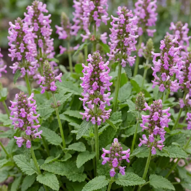 Plant and Stories Stachys Ukkie couvre-sol argenté 25 cm