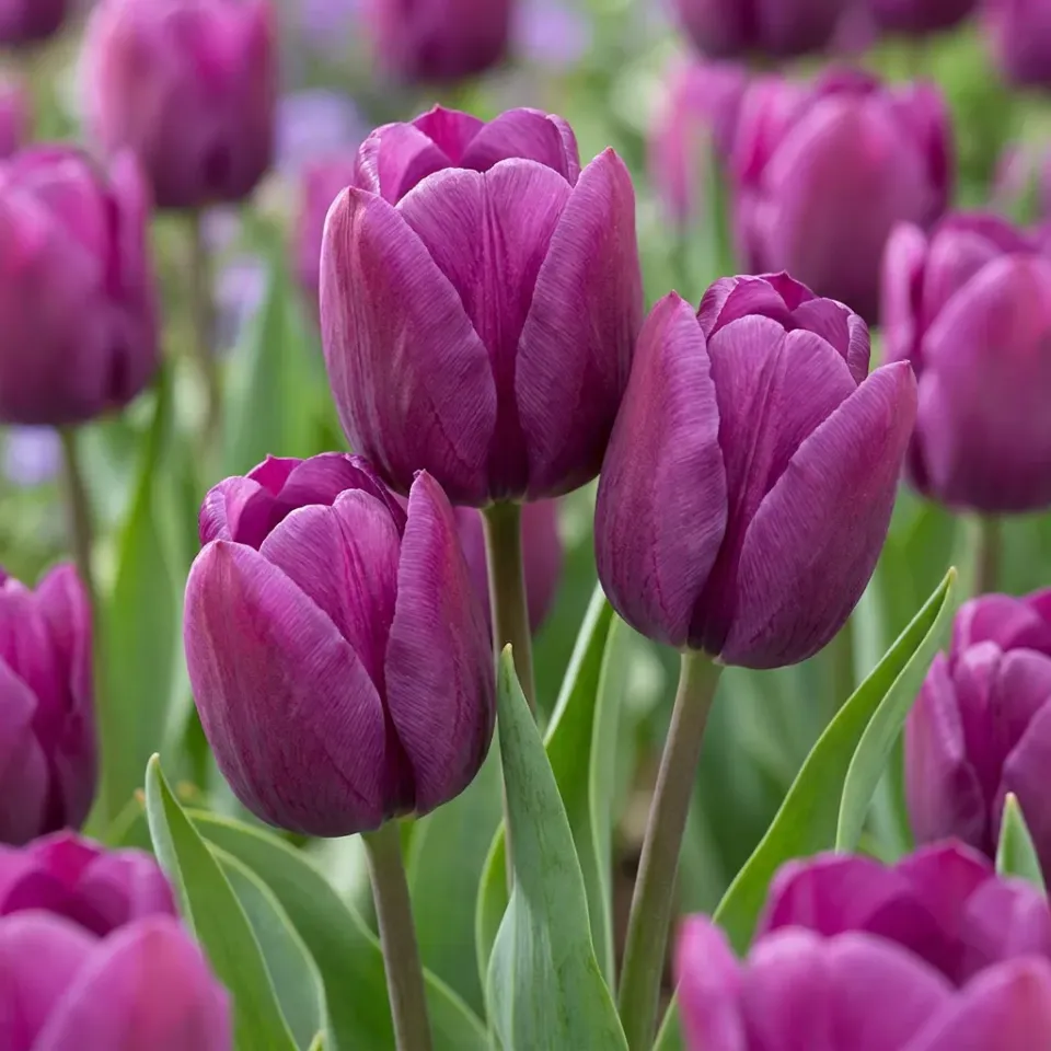 Plant and Stories Triumph pourpre tulipe 30 bulbes