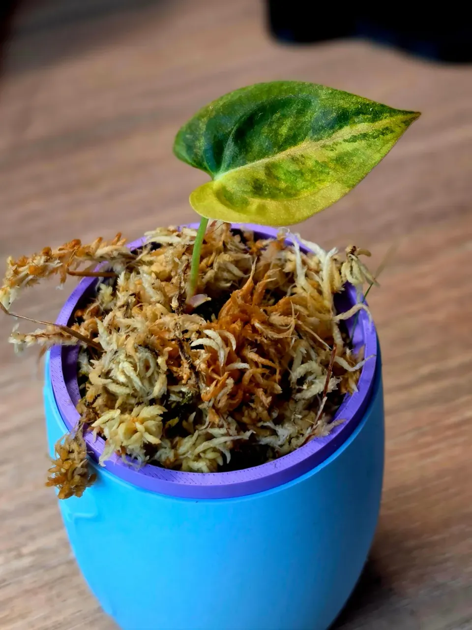 plant.ess Crystallinum Fort Sherman anthurium 1 feuille