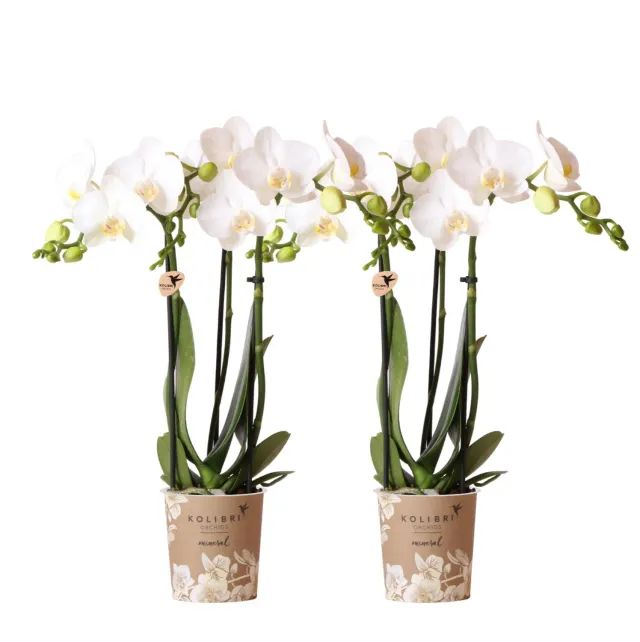 Plant and Stories Phalaenopsis amabilis orchidée blanche duo 2 pots 9 cm