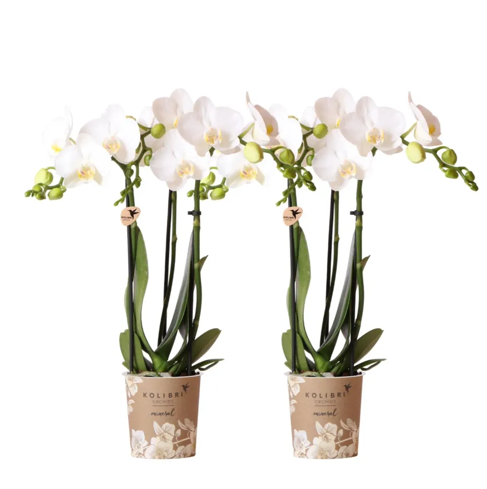 Plant and Stories Phalaenopsis amabilis orchidée blanche duo 2 pots 9 cm