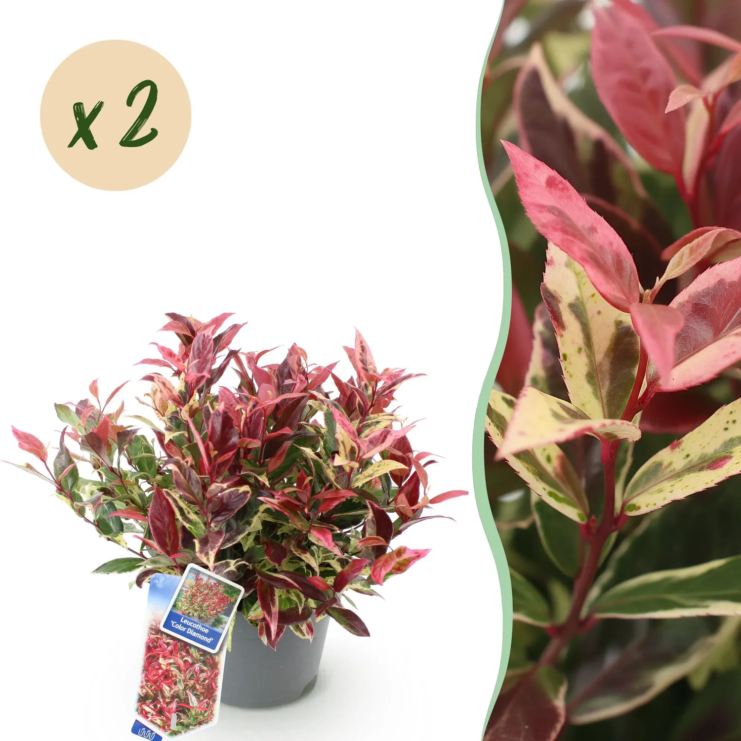 Plant and Stories Leucothoé Colour Diamond arbuste pot 17 cm ombre