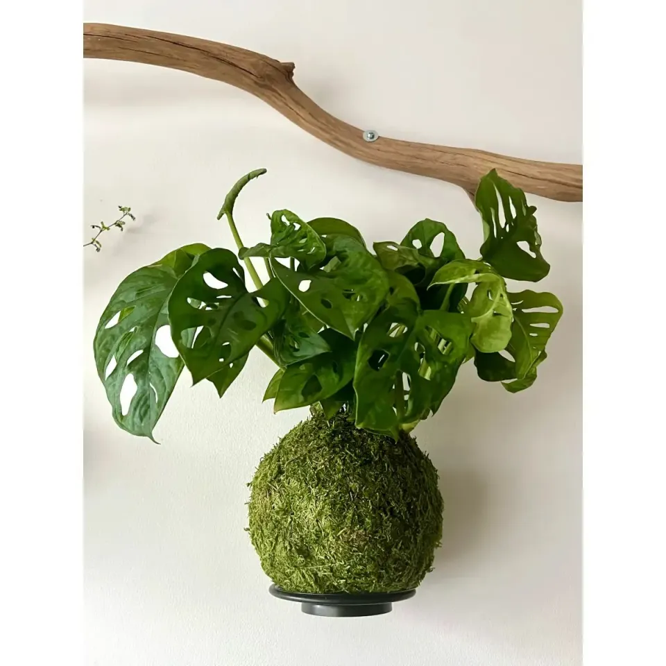 Oh My Green Monstera Monkey Mask kokedama M