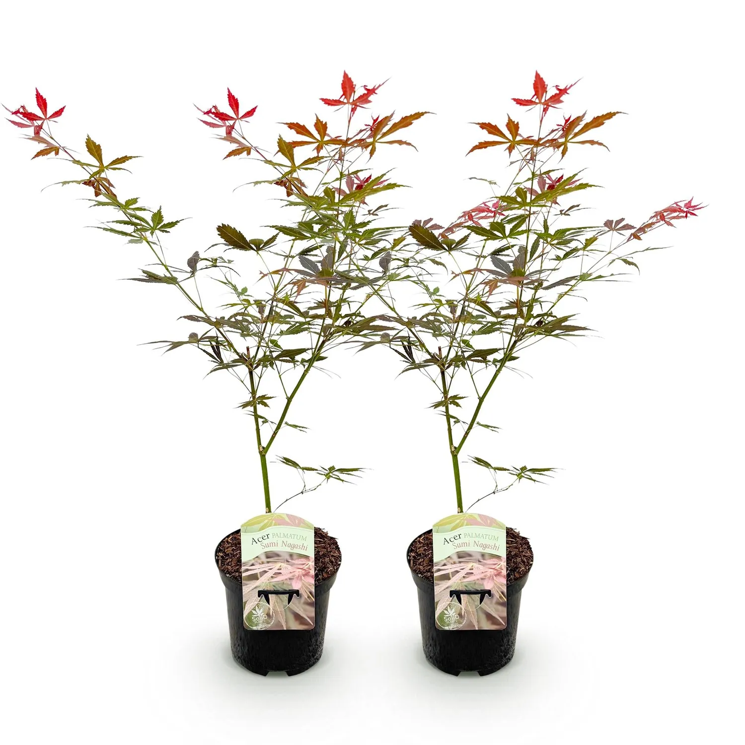 Plant and Stories Érable Sumi-nagashi arbuste pot 19 cm