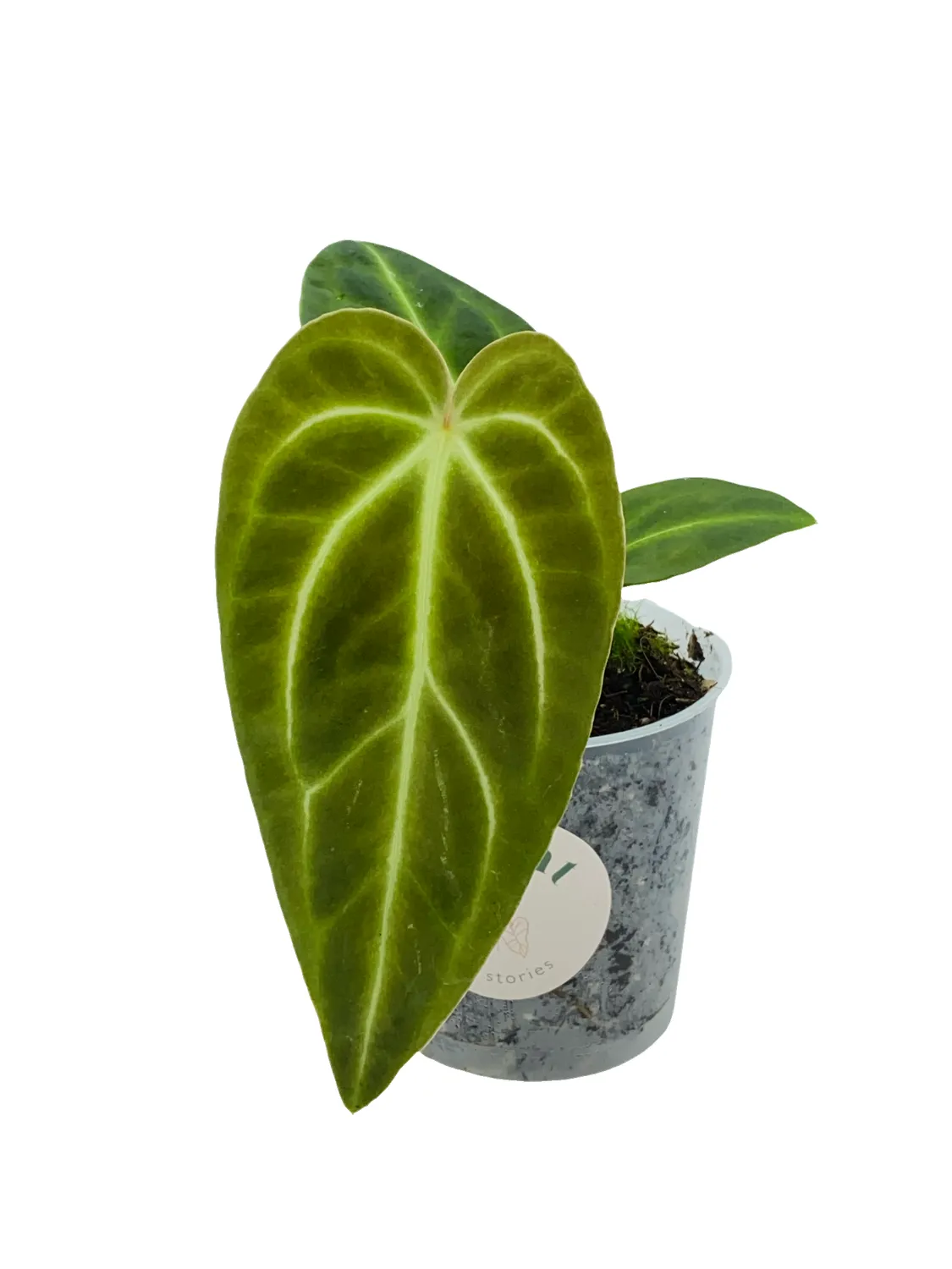Plant and Stories Regale anthurium pot 6 cm nervures argentées