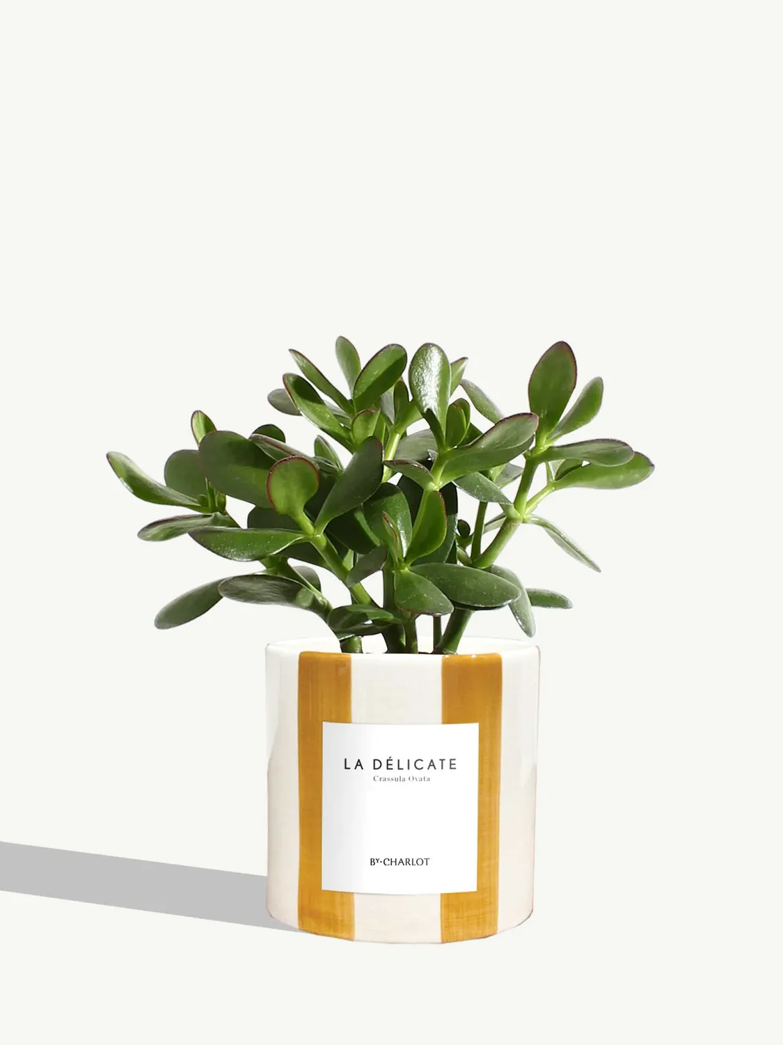 By Charlot La Délicate plante succulente pot 10 cm crassula