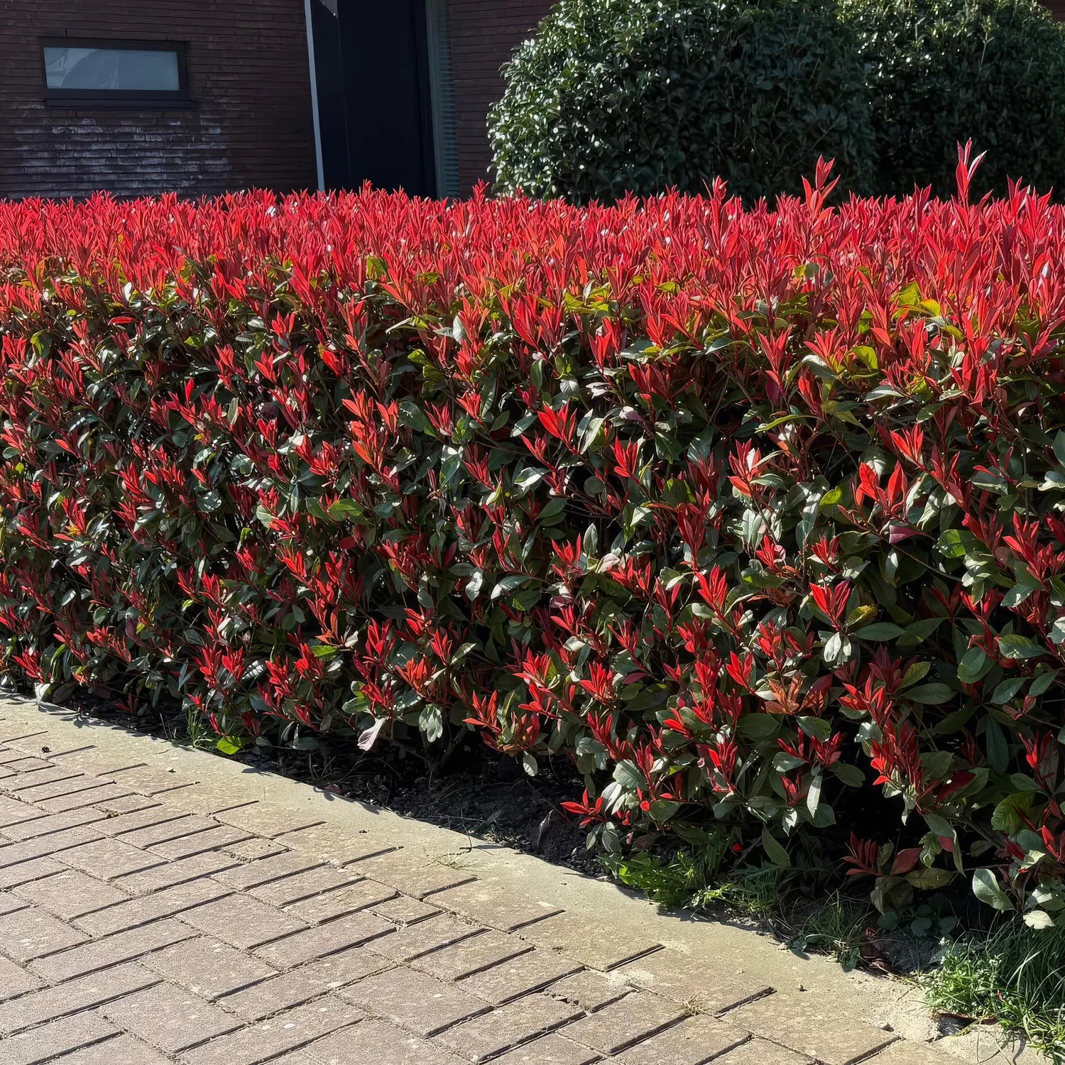 Plant and Stories Carré Rouge photinia haie pot 17cm