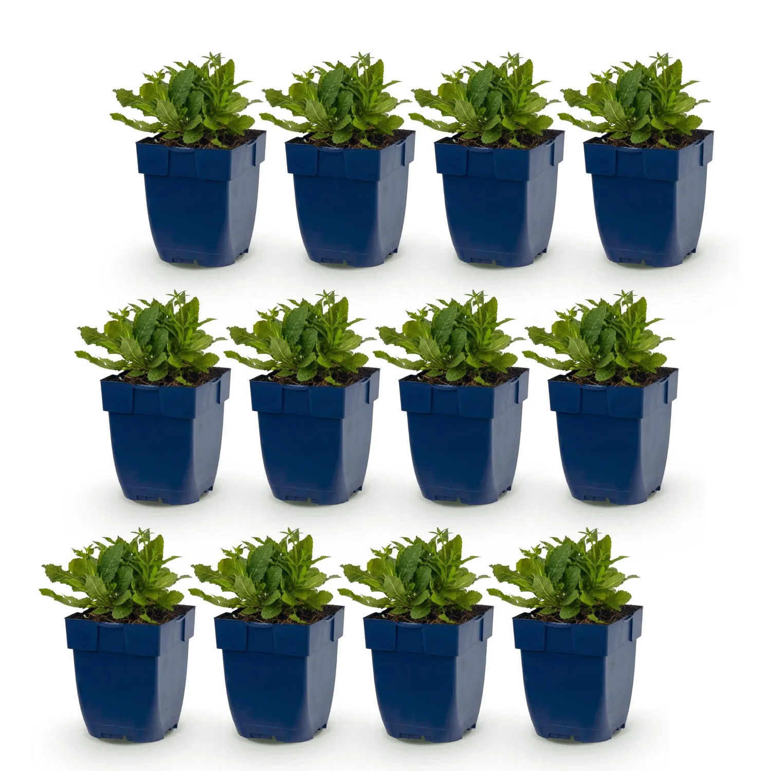 Plant and Stories Schneehügel sauge blanche 3 plants pot 11 cm