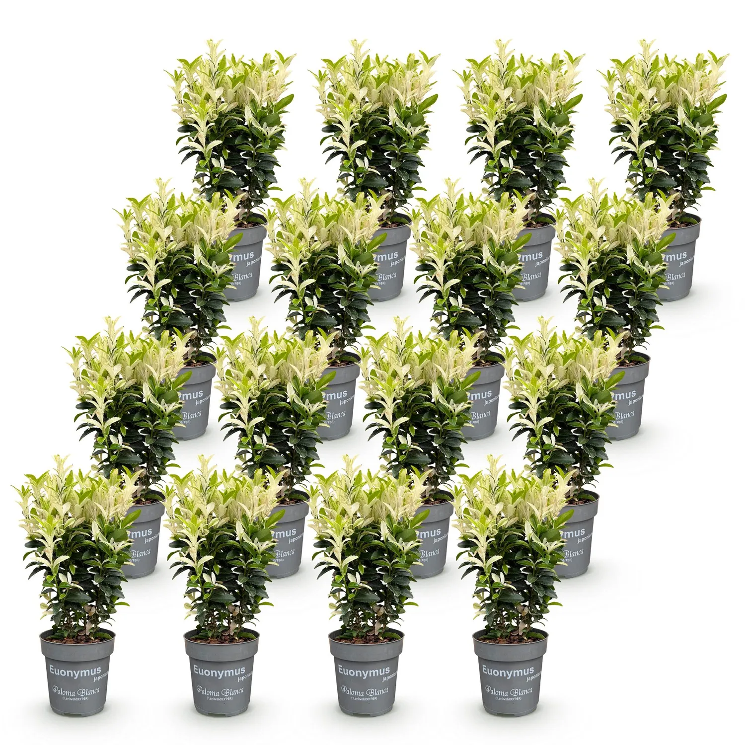 PLANT AND STORIES Fusain Paloma Blanca haie 8 plants persistant