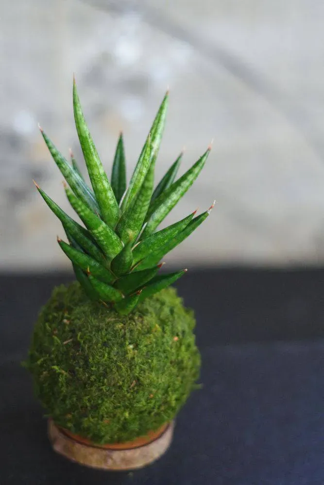 Aquaphyte Francissii Magnet kokedama sansevieria