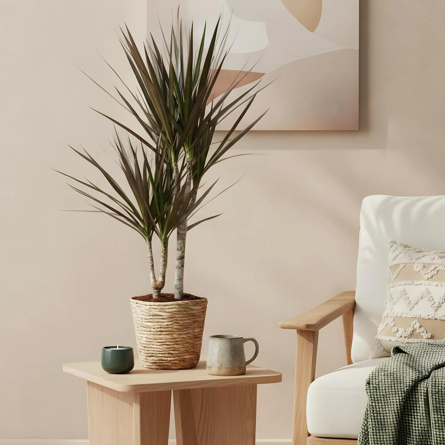 Plant and Stories Dracaena Magenta arbre dragon lot de 2 17 cm