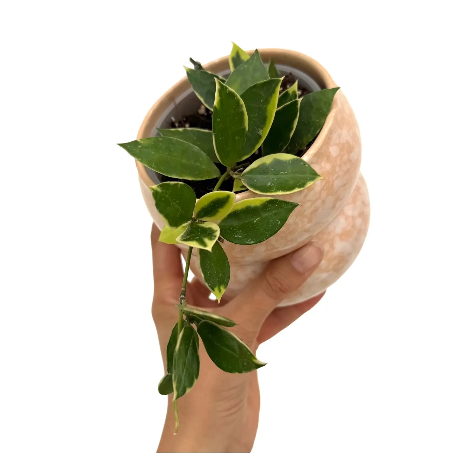 PLANT AND STORIES Hoya Lacunosa Asami plante pot 6 cm