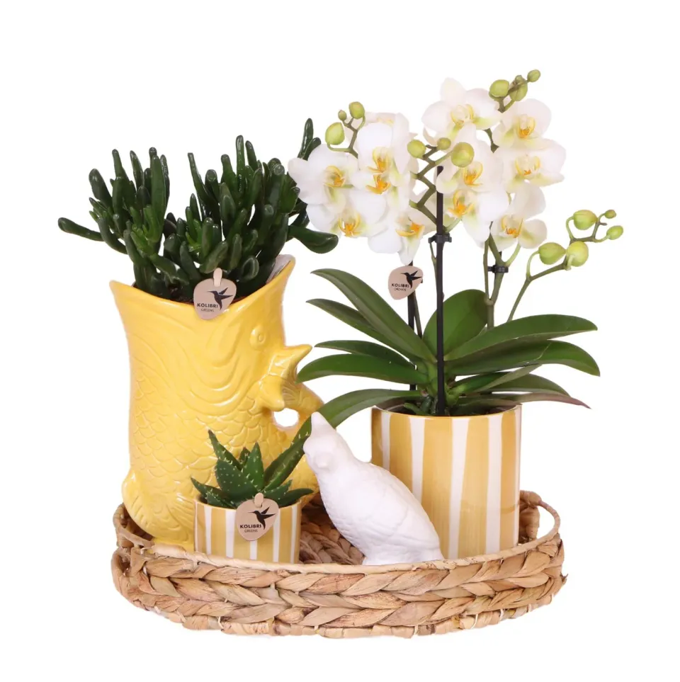Plant and Stories Phalaenopsis Lausanne orchidée blanche coffret succulente