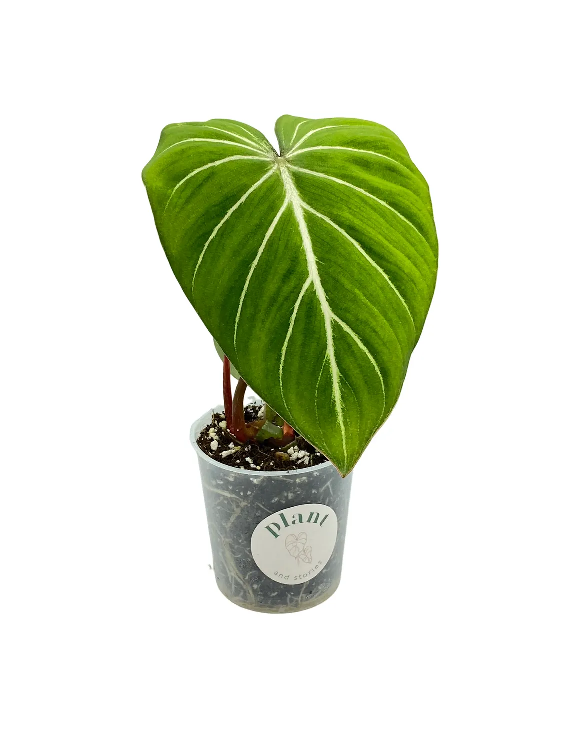 Plant and Stories philodendron Gloriosum plante intérieur velours 9 cm