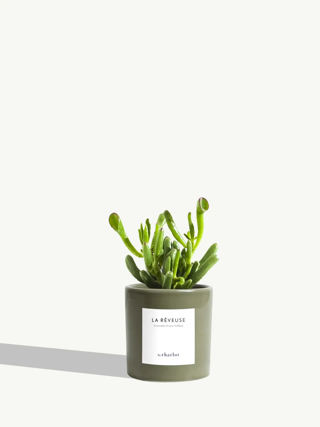 By Charlot La Rêveuse petite plante succulente XS crassula